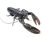 Lire la suite à propos de l’article Homards : protection de la ressource.
